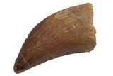 Serrated, Carcharodontosaurus Tooth - Morocco #212513-1